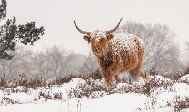 Highland Cattle couverte de neige