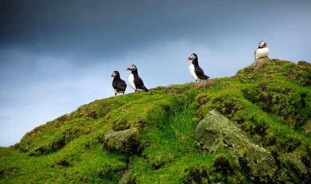 Macareux moines aux îles Féroé © Visit Faroe Islands Kimberley Coole Macareux moines aux îles Féroé