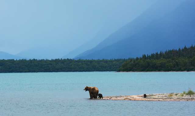 ours brun, Alaska - © Unsplash Photo d'un ours brun Alaska