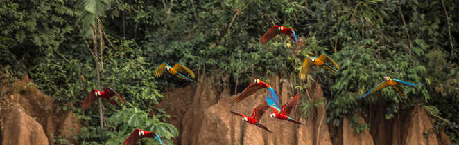aras volant dans la réserve de tambopata, région de Madre de Dios au Pérou