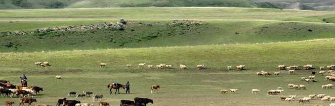 Bergers à cheval et leurs troupeaux de vaches et moutons