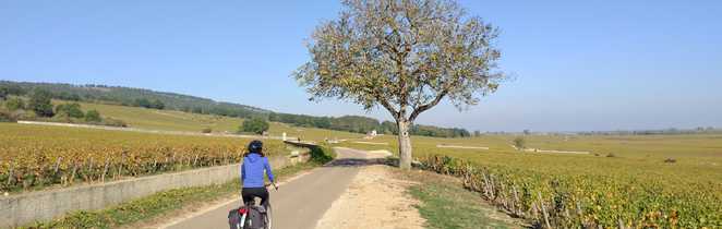 Cycliste dans la côte de beaune sur la route entre les vignes