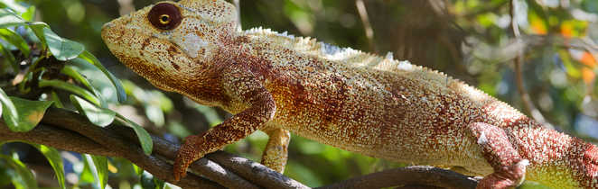 Couleur caméléon à Madagascar