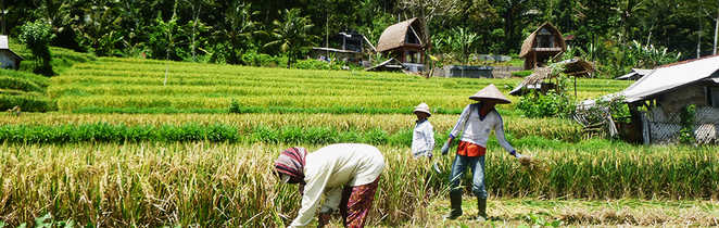 Indonésiens cueillant le riz