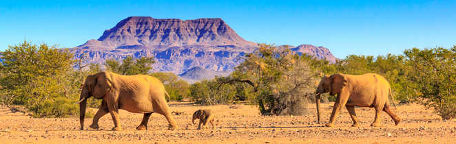 Eléphants et leur petit en Namibie