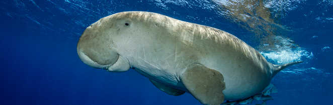 Etrange animal que le placide dugong