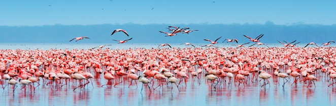 Flamants rose sur le lac Natron en Tanzanie