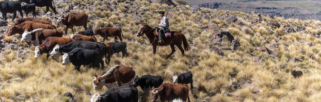 Gauchos et troupeau de vaches, Patagonie, Argentine