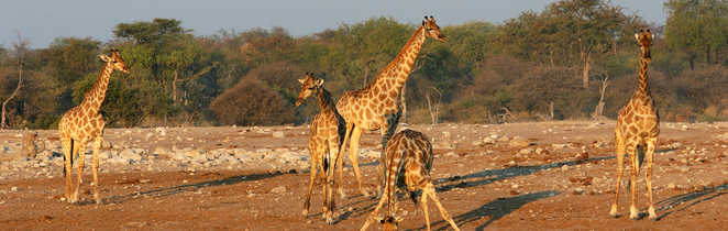 Girafes au point d'eau dans le parc d'Etosha en Namibie
