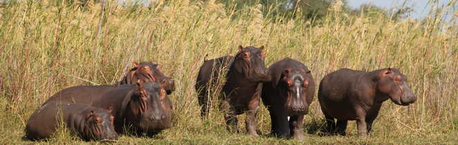 Hippopotames prêts à se baigner, Namibie