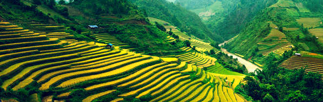 Les rizières du Vietnam