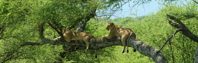 Lionnes dans les arbres dans un parc tanzanien