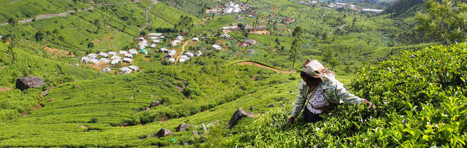 randonnée plantation de thé sri Lanka