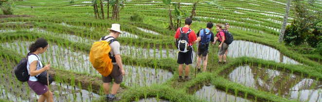 Randonnée,rizières,  jatiluwih, Bali