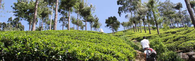 Randonneurs-dans-les-plantations-de-thé-Sri-Lanka