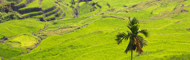 rizière au nord de l'ile de Luzon une ile des Philippines