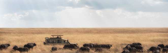 Safari en Tanzanie