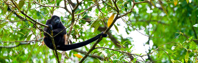 Singe hurleur sur sa branche