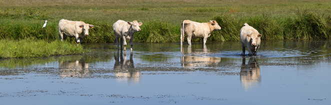 Les vaches blanches au bord du canal