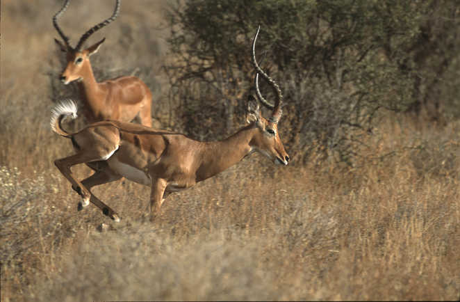 Antilopes en train de courir dans la savane en Tanzanie