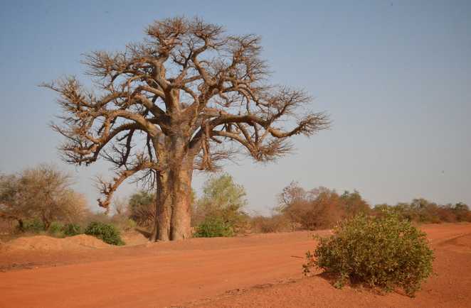 Baobabs dans les grandes étendues sahéliennes au Sénégal