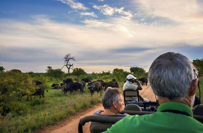 Buffles pendant un safari en Afrique du Sud