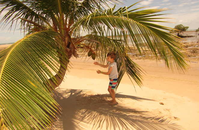cocotier sur l'île de Boipeba
