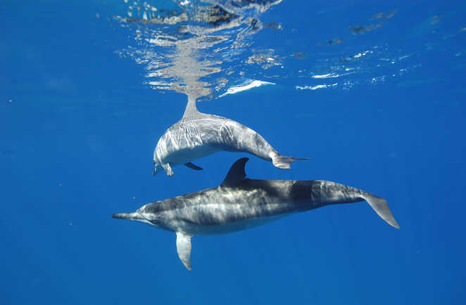 Dauphins nageant en mer au large de la Gomera