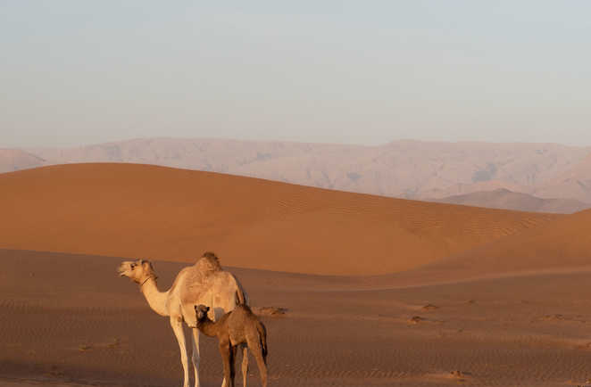 Dromadaires dans le désert de Wahiba Sand à Oman