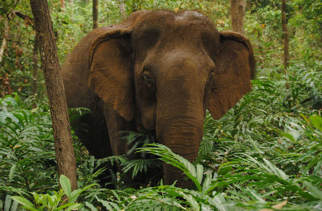 Elephant dans la forêt primaire du Mondolkiri
