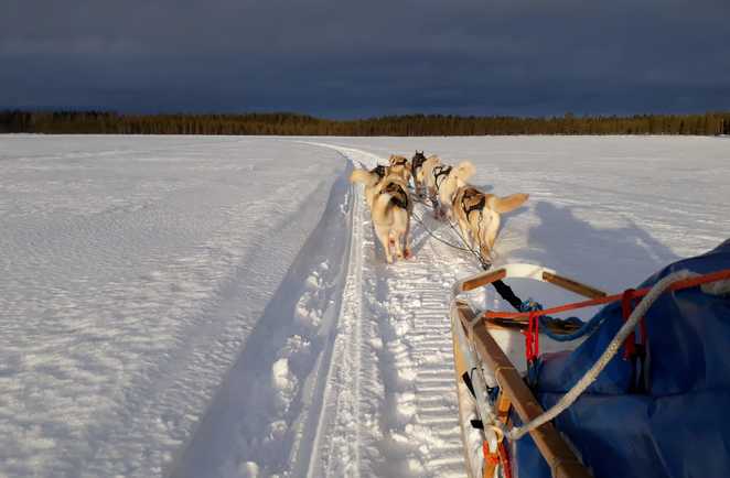 traineau chiens voyage laponie hiver