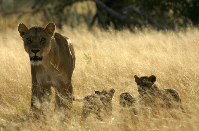 Famille de lions dans la savane