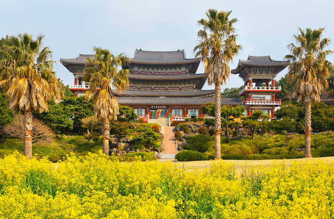 Fleurs de colza au célèbre temple bouddhiste Yakcheonsa, île de Jeju