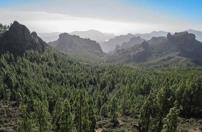 Forêt de l'île de Gran Canaria
