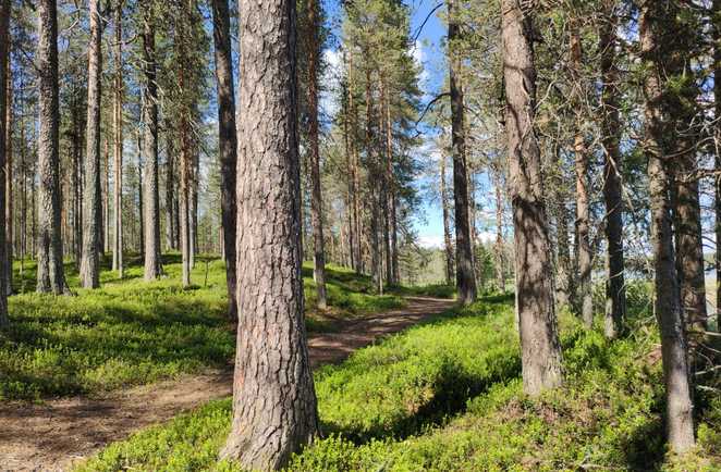 Forêt de pins en Finlande