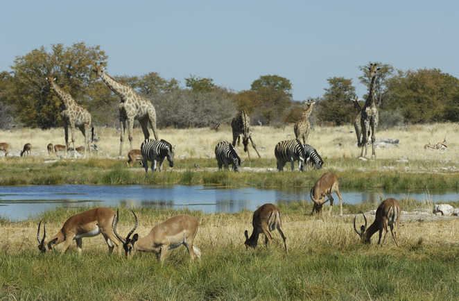 Gazelles , zèbres et girafes au plan d'eau