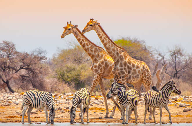 Girafes et zèbres près d'un point d'eau en Namibie