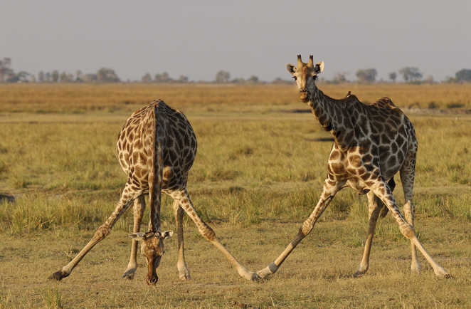Girafes qui se baissent pour manger