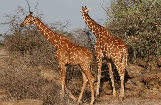 Girafes kenya