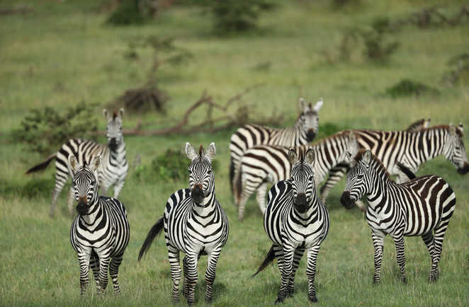 Groupe de zèbres au Kenya