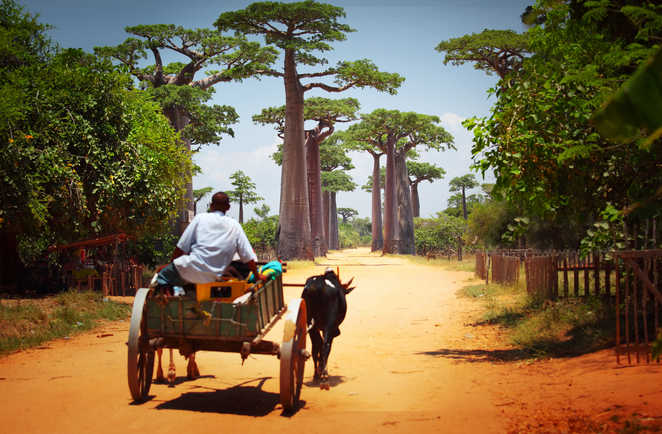 Homme sur sa charrette à Madagascar