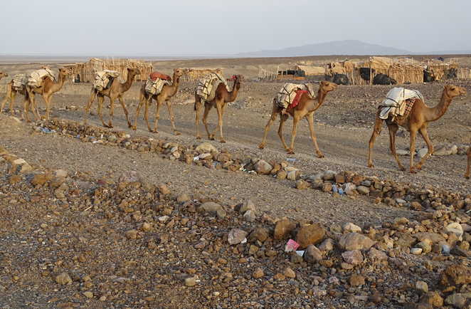 La caravane de sel arrivant dans le village d'Amadela, région Afar en Ethiopie