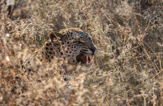 Léopard dans la brousse, Namibie