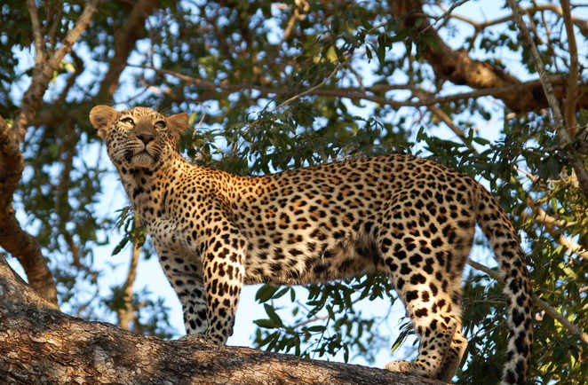 Léopard dans la réserve de Moremi au Botswana