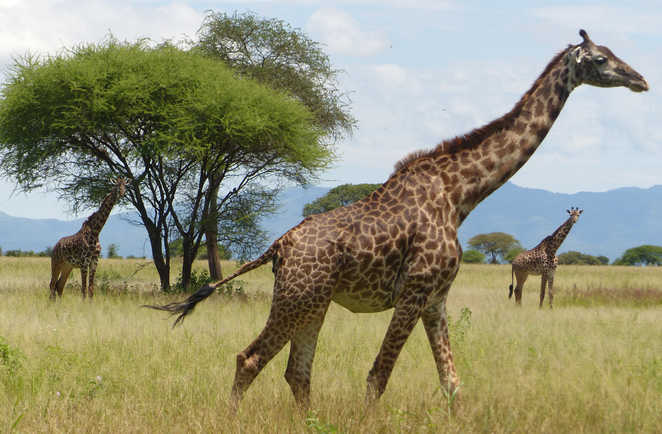 Les girafes du Serengeti Tanzanie