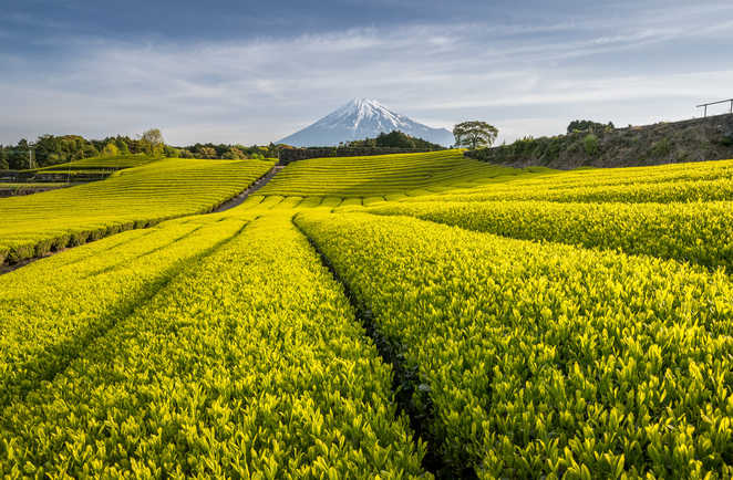 Les paysages des terres Shizuoka avec la vue sur le Mont Fuji