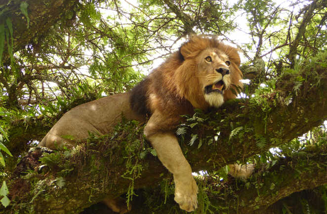 Lion rugissant dans l'arbre au Ngorongoro