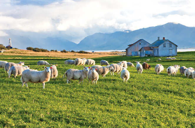 moutons du connemara en Irlande