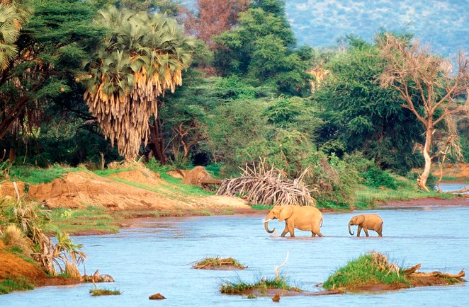 Observation d'éléphants traversant une rivière lors d'un safari en Tanzanie