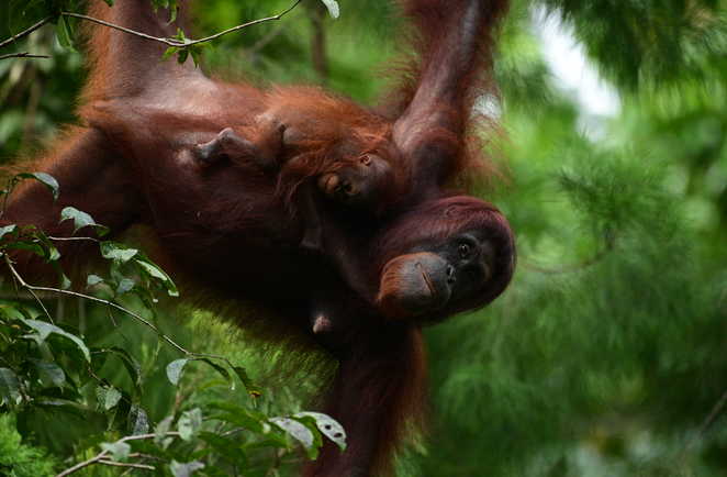 Oran Outang avec son bébé à Bornéo en Malaisie